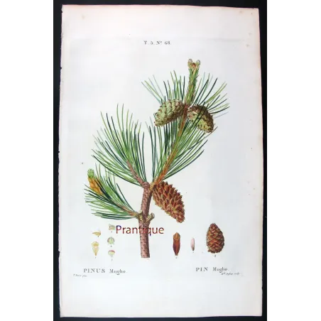 Antique Print by Pancrace Bessa – Dwarf Mountain Pine (Pinus Mugho)