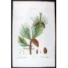 Dwarf Mountain Pine (*Pinus Mugho*), Pin Mugho, Antique botanical print by Bessa  (c.1801-1819)