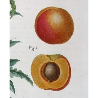 Antique Print by Pancrace Bessa – Dutch Apricot (Armeniaca vulgaris)