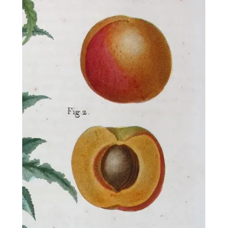 Antique Print by Pancrace Bessa – Dutch Apricot (Armeniaca vulgaris)