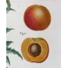 Dutch Apricot (*Armeniaca vulgaris*) / Abricot de Hollande, Original engraving by Pancrace Bessa (c.1801-1819)