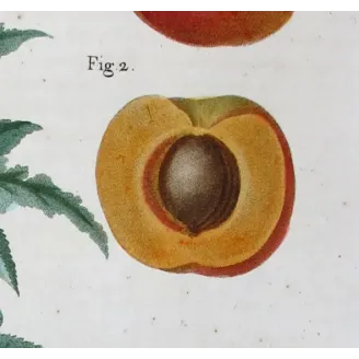 Antique Print by Pancrace Bessa – Dutch Apricot (Armeniaca vulgaris)