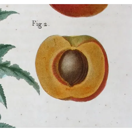 Antique Print by Pancrace Bessa – Dutch Apricot (Armeniaca vulgaris)