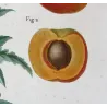 Dutch Apricot (*Armeniaca vulgaris*) / Abricot de Hollande, Original engraving by Pancrace Bessa (c.1801-1819)
