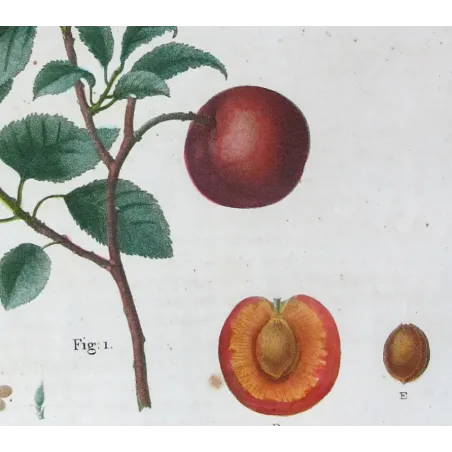 Antique Print by Pancrace Bessa – Dutch Apricot (Armeniaca vulgaris)