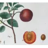 Dutch Apricot (*Armeniaca vulgaris*) / Abricot de Hollande, Original engraving by Pancrace Bessa (c.1801-1819)