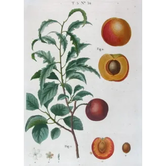 Antique Print by Pancrace Bessa – Dutch Apricot (Armeniaca vulgaris)