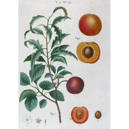 Antique Print by Pancrace Bessa – Dutch Apricot (Armeniaca vulgaris)