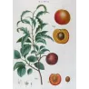 Dutch Apricot (*Armeniaca vulgaris*) / Abricot de Hollande, Original engraving by Pancrace Bessa (c.1801-1819)