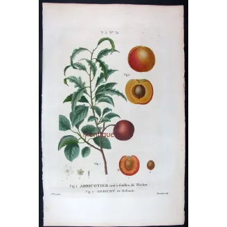 Antique Print by Pancrace Bessa – Dutch Apricot (Armeniaca vulgaris)