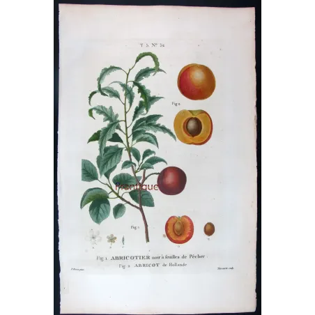 Antique Print by Pancrace Bessa – Dutch Apricot (Armeniaca vulgaris)