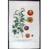 Dutch Apricot (*Armeniaca vulgaris*) / Abricot de Hollande, Original engraving by Pancrace Bessa (c.1801-1819)