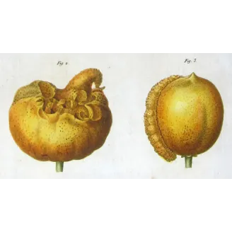 Antique Print by Pancrace Bessa – Citrus tree (Bigaradia)