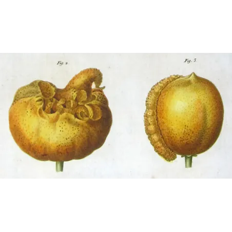 Antique Print by Pancrace Bessa – Citrus tree (Bigaradia)
