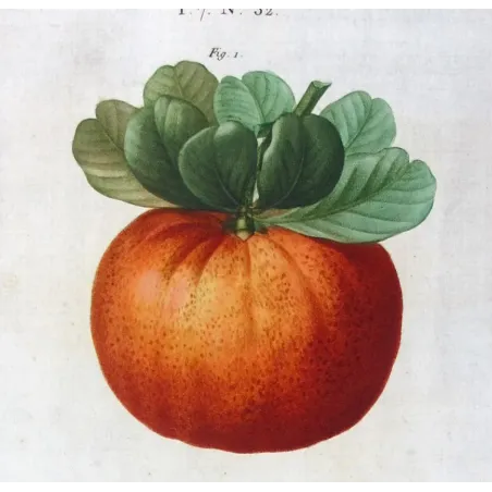 Antique Print by Pancrace Bessa – Citrus tree (Bigaradia)