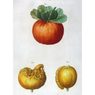 Antique Print by Pancrace Bessa – Citrus tree (Bigaradia)