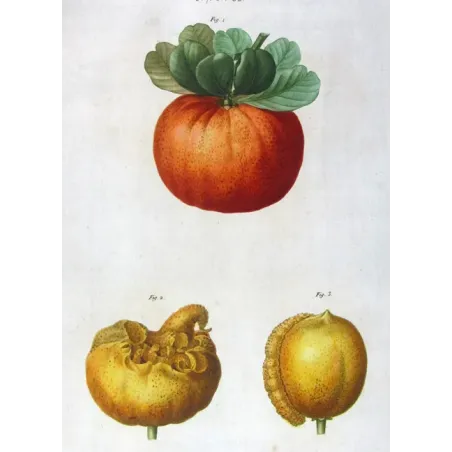 Antique Print by Pancrace Bessa – Citrus tree (Bigaradia)