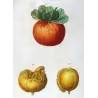 Citrus tree (*Bigaradia*), Citronnier Bigarrade, Antique botanical print by Bessa (c.1801-1819)