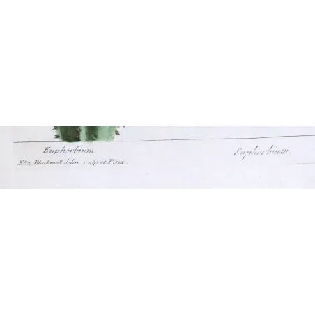 Antique Botanical Print – Elisabeth Blackwell – Euphorbium