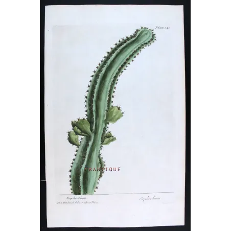 Antique Botanical Print – Elisabeth Blackwell – Euphorbium