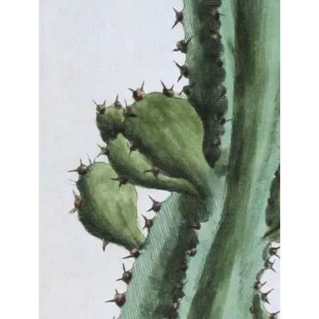 Antique Botanical Print – Elisabeth Blackwell – Euphorbium