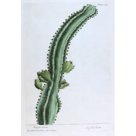 Antique Botanical Print – Elisabeth Blackwell – Euphorbium