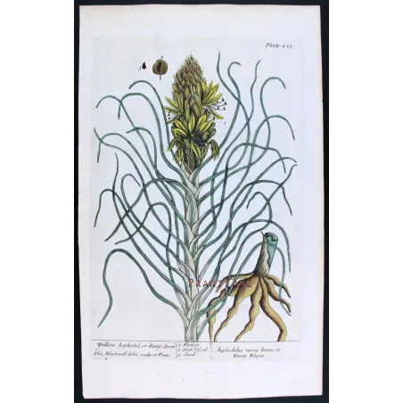 Antique Botanical Print – Elisabeth Blackwell – Yellow Asphodel