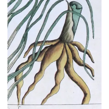 Antique Botanical Print – Elisabeth Blackwell – Yellow Asphodel
