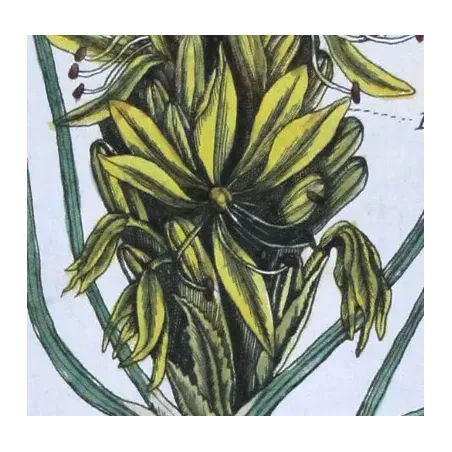 Antique Botanical Print – Elisabeth Blackwell – Yellow Asphodel