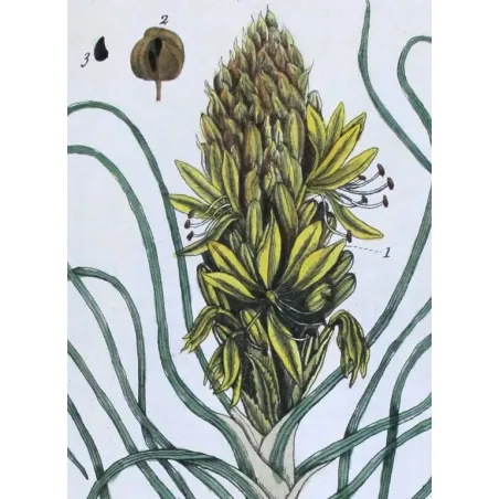 Antique Botanical Print – Elisabeth Blackwell – Yellow Asphodel