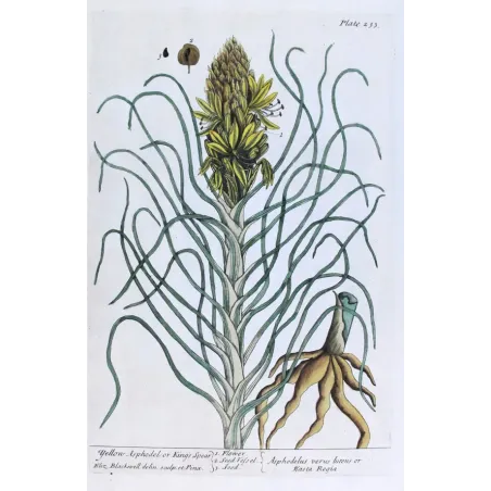 Antique Botanical Print – Elisabeth Blackwell – Yellow Asphodel