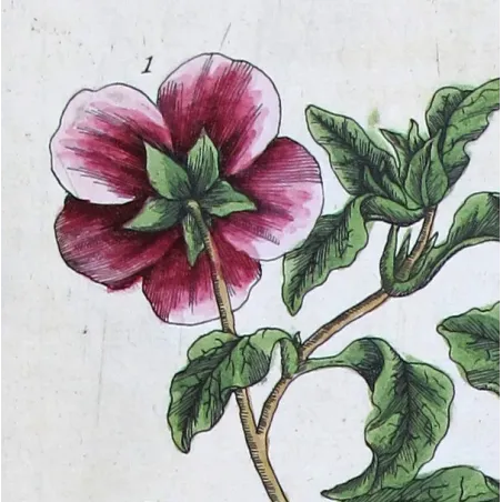 Antique Print by Elisabeth Blackwell – Sweet Cistus of Candy (Cistus landifera)