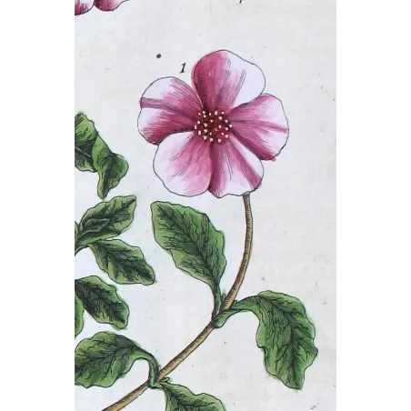 Antique Print by Elisabeth Blackwell – Sweet Cistus of Candy (Cistus landifera)
