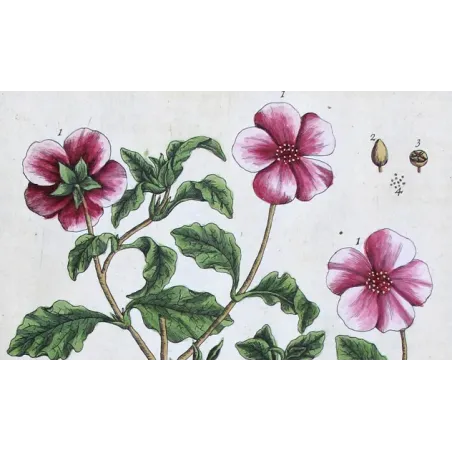 Antique Print by Elisabeth Blackwell – Sweet Cistus of Candy (Cistus landifera)