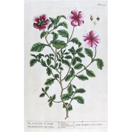Antique Print by Elisabeth Blackwell – Sweet Cistus of Candy (Cistus landifera)