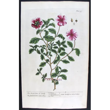 Antique Print by Elisabeth Blackwell – Sweet Cistus of Candy (Cistus landifera)