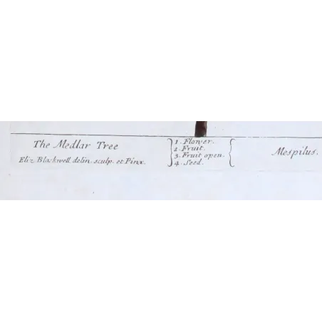 Antique Botanical Print – Elisabeth Blackwell – The Medlar Tree