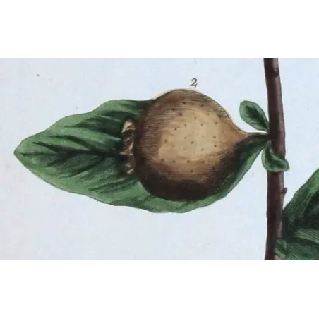 Antique Botanical Print – Elisabeth Blackwell – The Medlar Tree