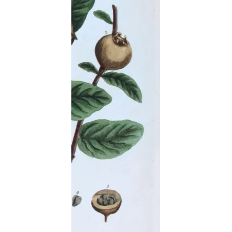 Antique Botanical Print – Elisabeth Blackwell – The Medlar Tree