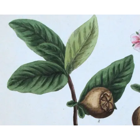 Antique Botanical Print – Elisabeth Blackwell – The Medlar Tree