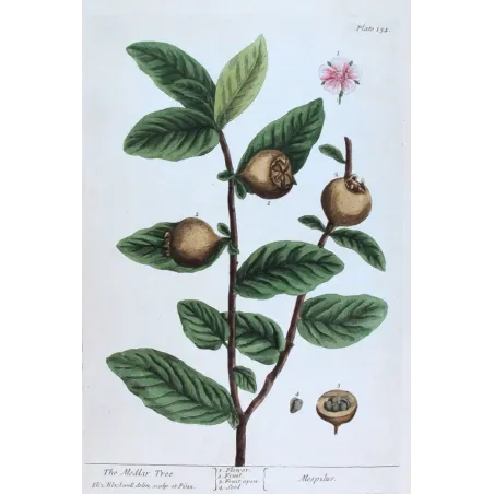 Antique Botanical Print – Elisabeth Blackwell – The Medlar Tree
