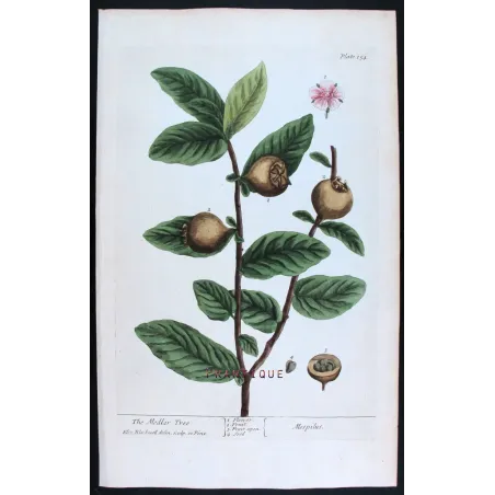Antique Botanical Print – Elisabeth Blackwell – The Medlar Tree