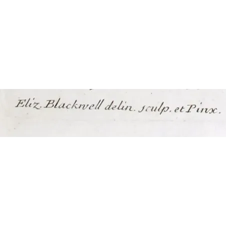 Antique Botanical Print – Elisabeth Blackwell – The Wilding or Crab Tree