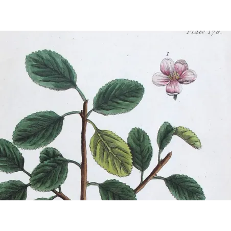 Antique Botanical Print – Elisabeth Blackwell – The Wilding or Crab Tree