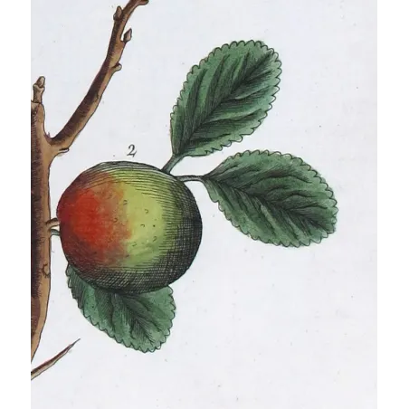 Antique Botanical Print – Elisabeth Blackwell – The Wilding or Crab Tree