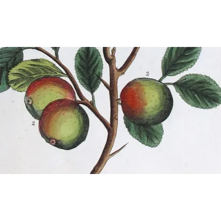 Antique Botanical Print – Elisabeth Blackwell – The Wilding or Crab Tree