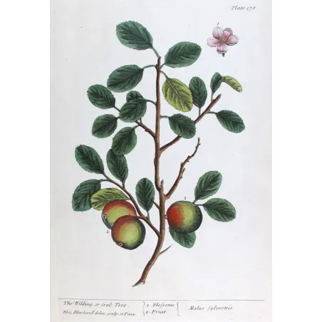 Antique Botanical Print – Elisabeth Blackwell – The Wilding or Crab Tree