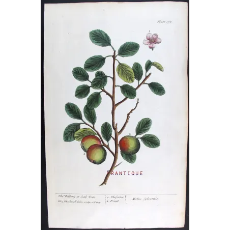 Antique Botanical Print – Elisabeth Blackwell – The Wilding or Crab Tree