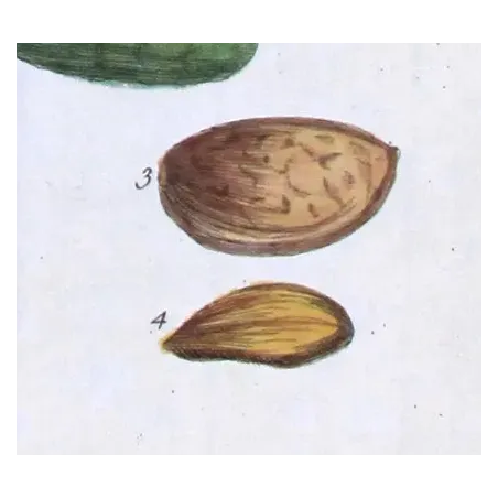 Antique Botanical Print – Elisabeth Blackwell – Almond Tree