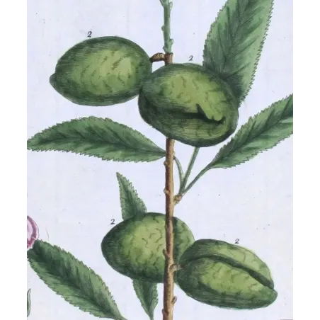 Antique Botanical Print – Elisabeth Blackwell – Almond Tree